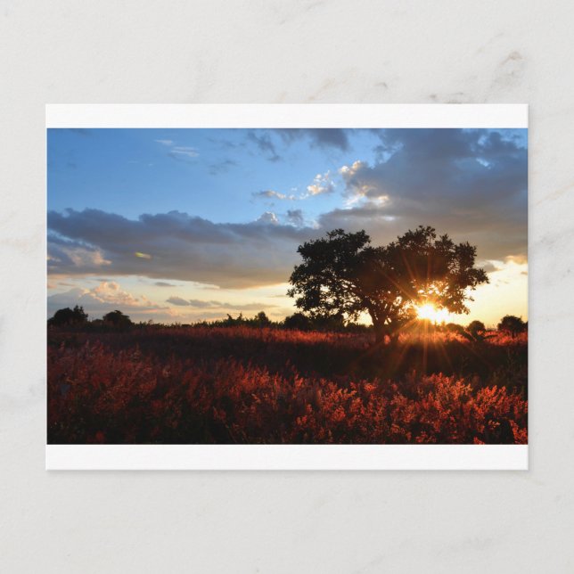 Cartão Postal Sunset Africano Espetacular (Frente)