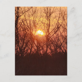 Cartão Postal Sunset Atrás das Árvores