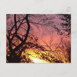 Cartão Postal Sunset Colorido Através De Árvores Negras