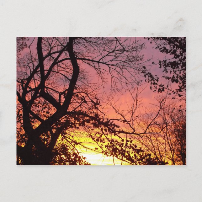 Cartão Postal Sunset Colorido Através De Árvores Negras (Frente)