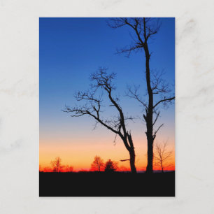 Cartão Postal Sunset com Silhueta de Árvore Dupla