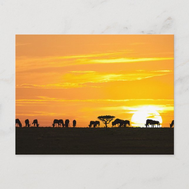 Cartão Postal Sunset em Serengeti (Frente)
