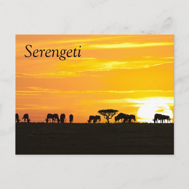 Cartão Postal Sunset em Serengeti (Frente)