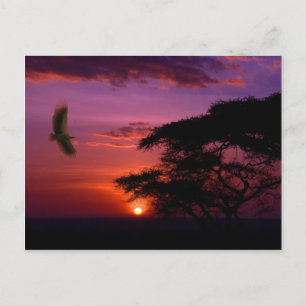 Cartão Postal Sunset em Serengeti, Tanzânia