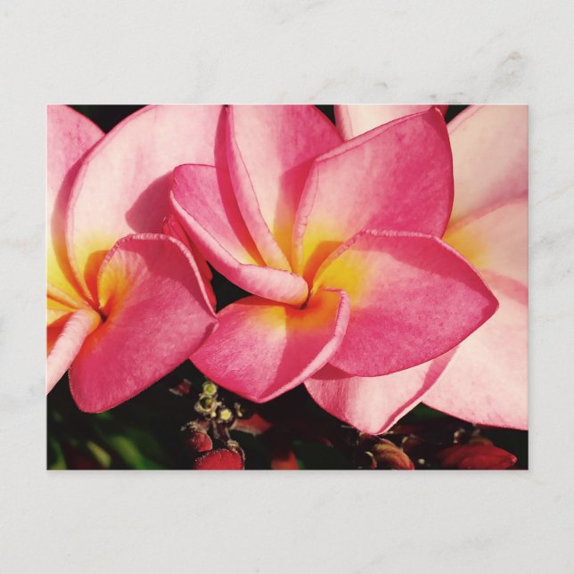 Cartão Postal Sunset Hawaiian Plumeria Frangipani Trio (Frente)