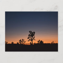 Cartão Postal Sunset Joshua Trees