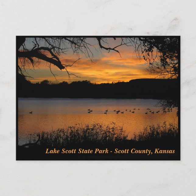 Cartão Postal Sunset no Lago Scott State Park - Geese no Lago (Frente)