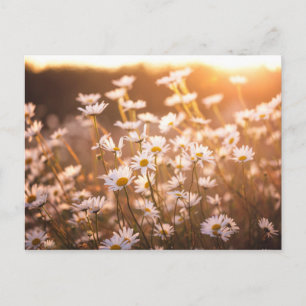 Cartão Postal Sunset Oxeye Daisies