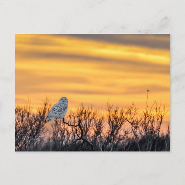Cartão postal Sunset Snowy Owl (Frente)