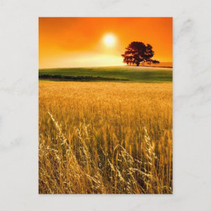 Cartão Postal Sunset Vermelho Sanguíneo