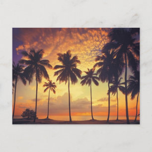Cartão Postal Sunsetpalm