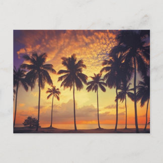 Cartão Postal Sunsetpalm