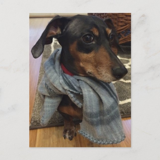 Cartão Postal Super Cão! (Frente)