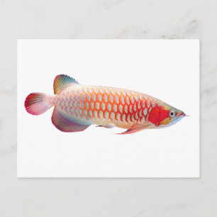 Cartão Postal Super Red Arowana