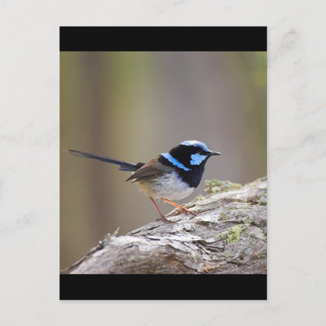 Cartão Postal Superb Fairy-wren (Frente)