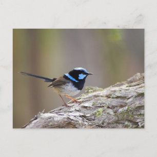 Cartão Postal Superb Fairy-wren