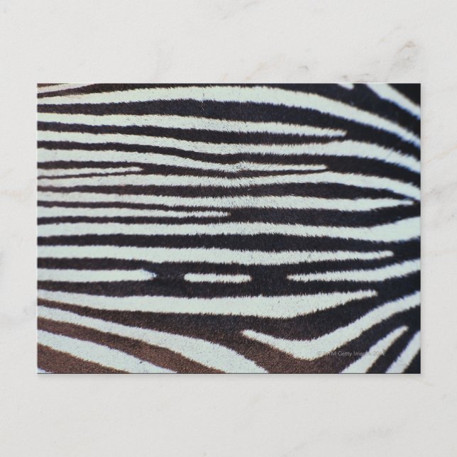 Cartão Postal Superfície da pele do zebra (Frente)