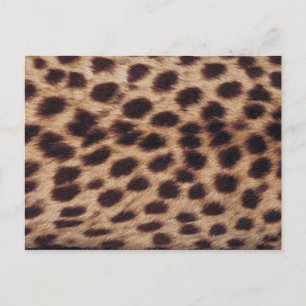 Cartão Postal Superfície do felino avistado