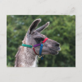 Cartão Postal Superioridade de Llama