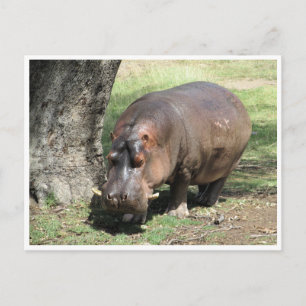 Cartão Postal suporte hippo