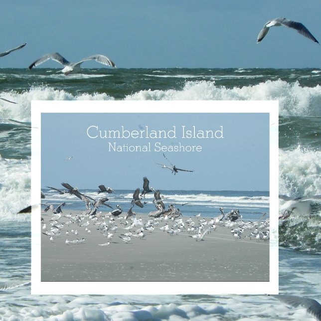 Cartão Postal Surf de Aves, Cumberland Island National Seashore, (Criador carregado)