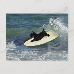 Cartão Postal Surfando Scottish Terrier