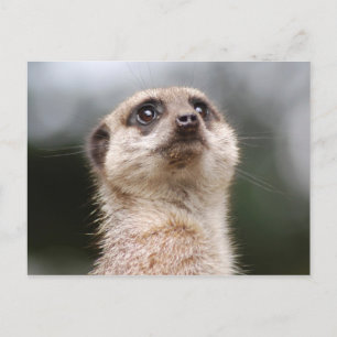Cartão Postal Suricata
