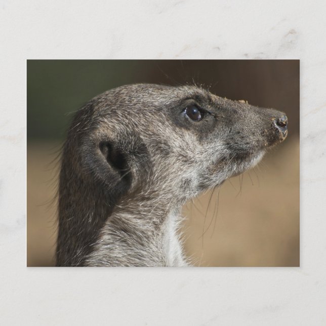 Cartão Postal Suricata (Frente)