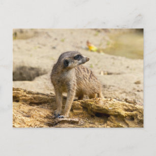 Cartão Postal Suricata