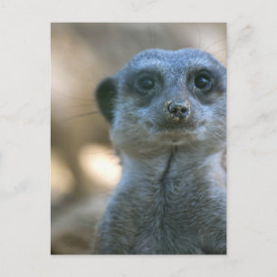 Cartão Postal Suricata engraçada