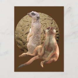 Cartão Postal Suricatos no Zoológico de Indianápolis