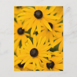 Cartão Postal Susan Daisies de olhos negros
