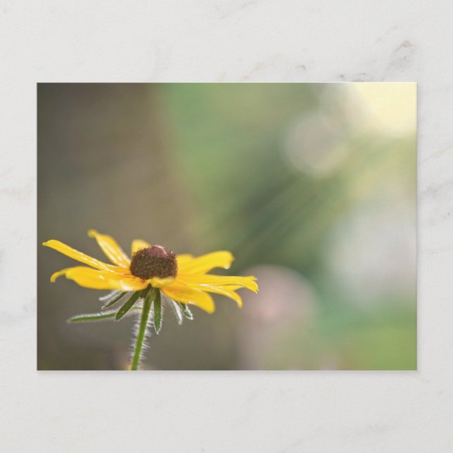 Cartão Postal Susana de Olho Preto (Frente)