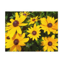 Susans de Olho Preto - Rudbeckias