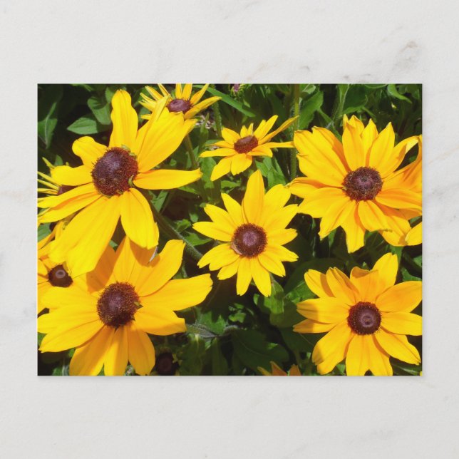 Cartão Postal Susans de Olho Preto - Rudbeckias (Frente)