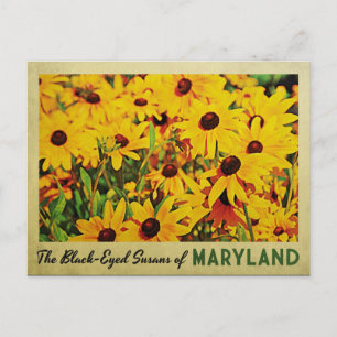 Cartão Postal Susans de Olhos Pretos de Maryland