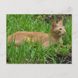 Cartão Postal süße braune Katze