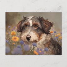 Süßes Aussiedoodle Portrait