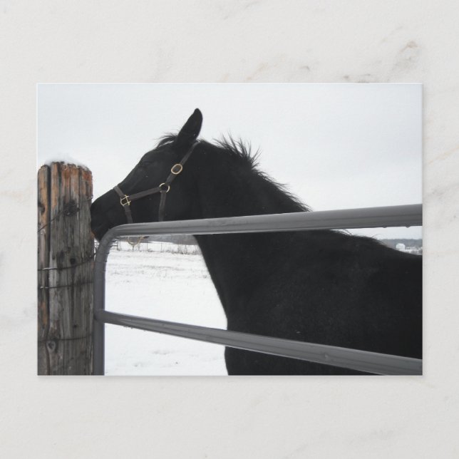 Cartão Postal Sussurro de cavalo (Frente)