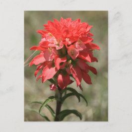 Cartão Postal Sussurros da Natureza: Pincel-da-índia
