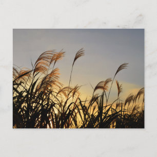 Cartão Postal Susuki (grama-pampas japonesa)