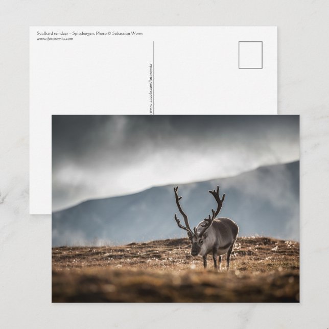 Cartão Postal Svalbard Reindeer Nature Foto: (Frente/Verso)