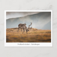 Svalbard Reindeer Nature Foto: