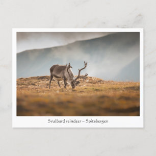 Cartão Postal Svalbard Reindeer Nature Foto: