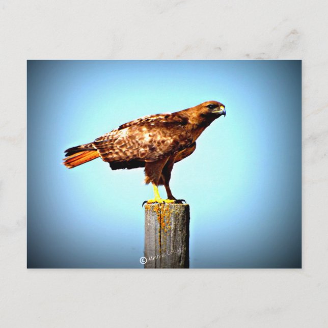 Cartão Postal Swainson's Hawk (Frente)