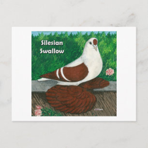 Cartão Postal Swallow Pigeon: Silésia