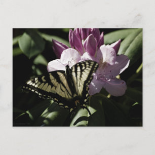 Cartão postal Swallowtail e Rhododendron