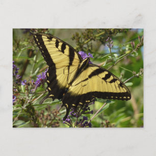 Cartão Postal Swallowtail sobre a borboleta Bush