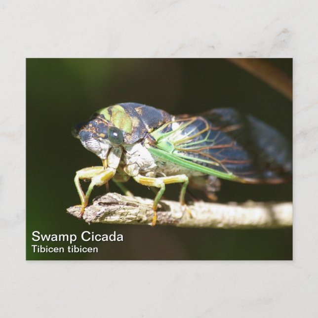 Cartão Postal Swamp Cicada (Frente)