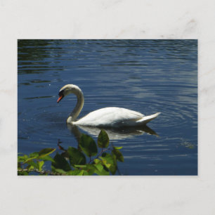 Cartão Postal Swan